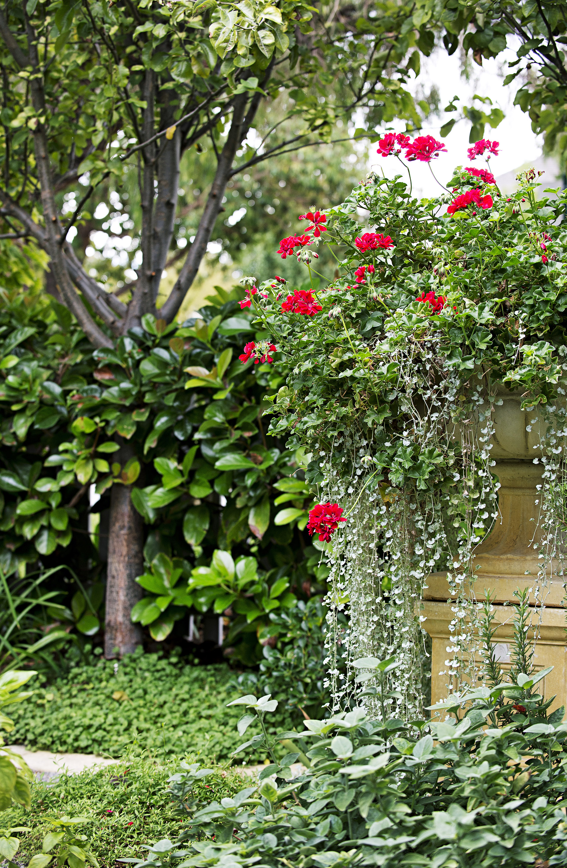 Cascading garden plants including red geranium.