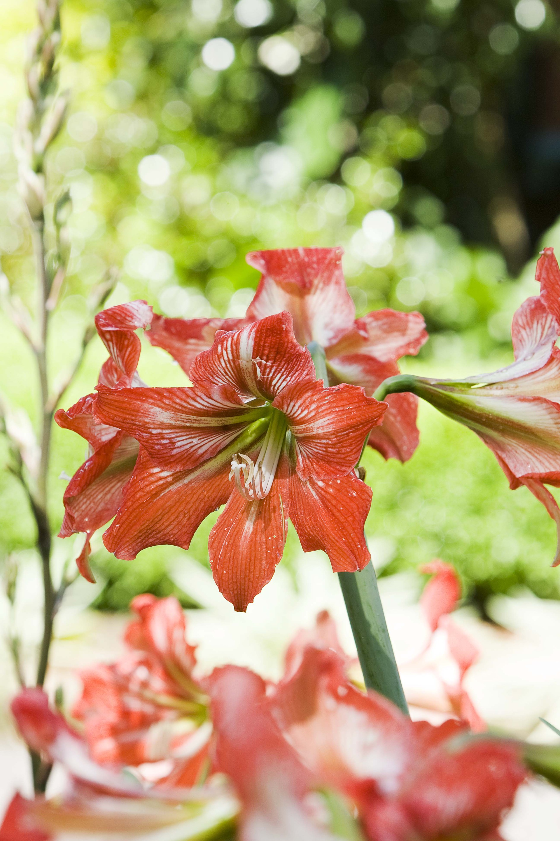 Close up of the red flowers of Hippeastrum.