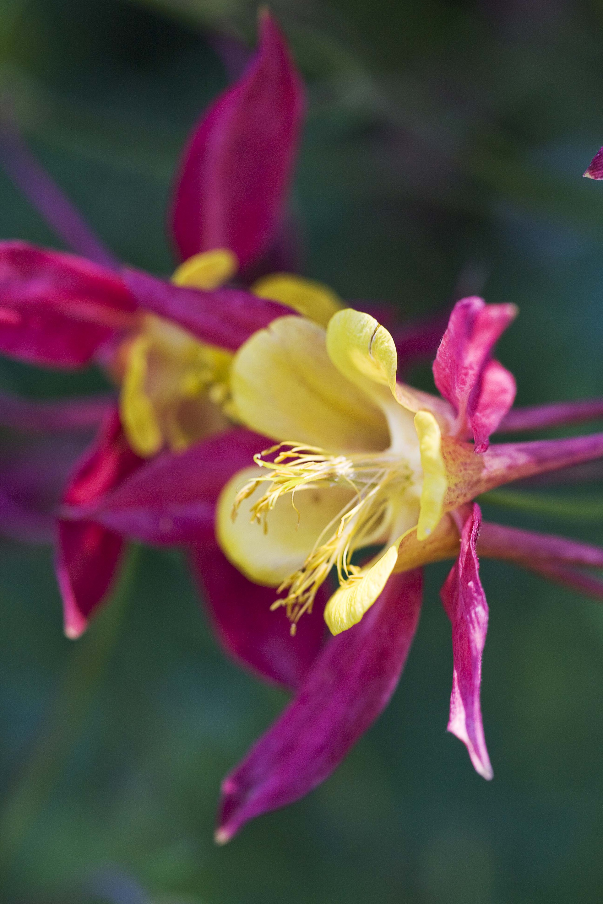 Magenta granny's bonnet flowers close up.