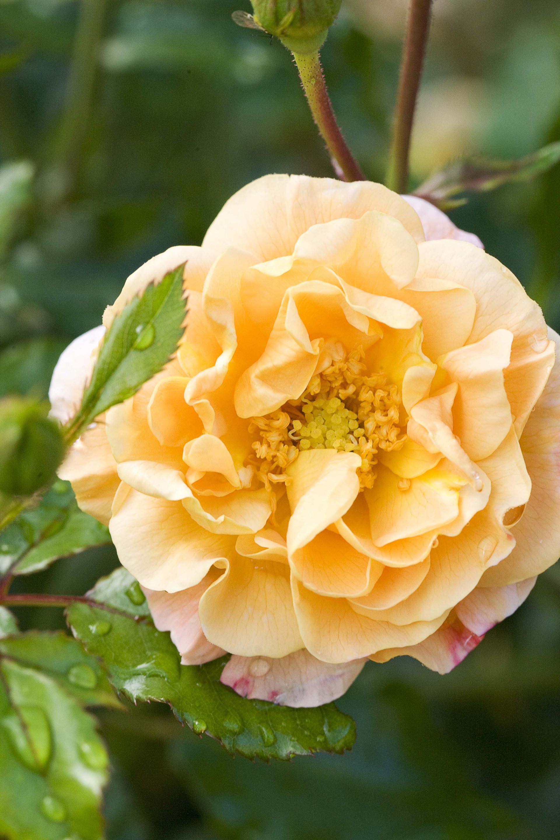 Close up of orange bush rose flower.