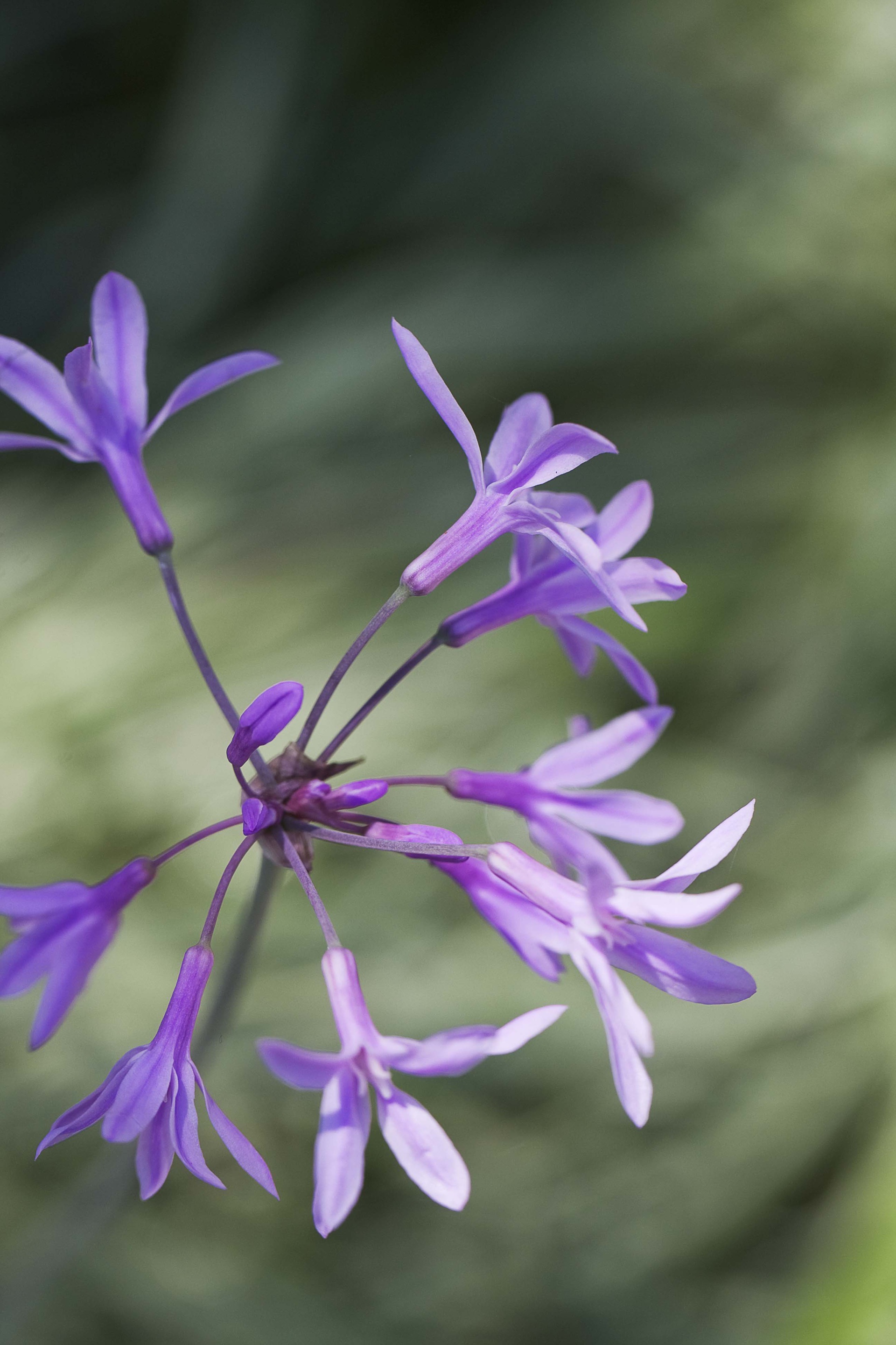 Pale lilac Tulbaghia violacea ‘Silver Lace'.