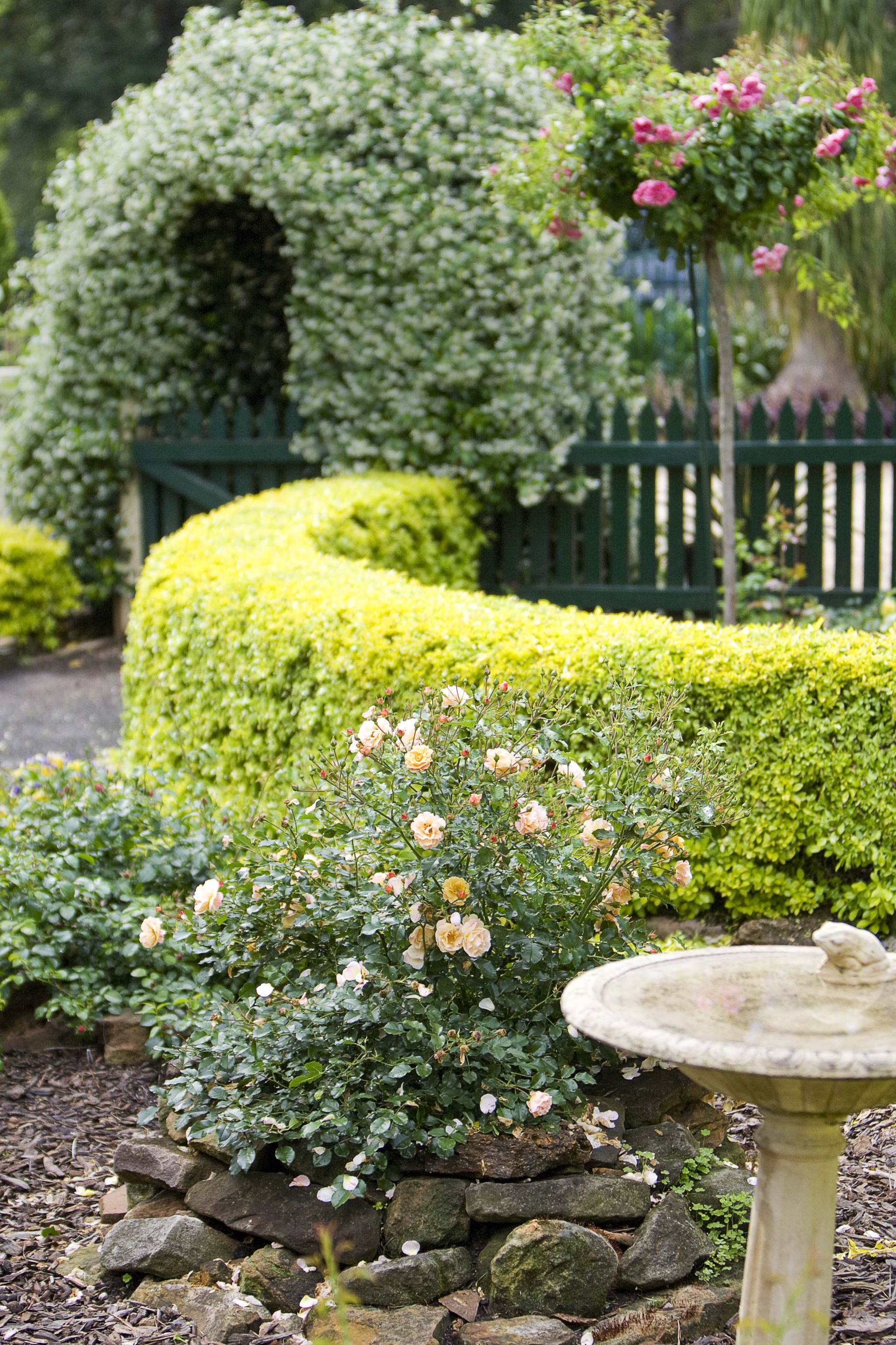 A formal, cottage garden featuring a mix of bush and climbing roses.