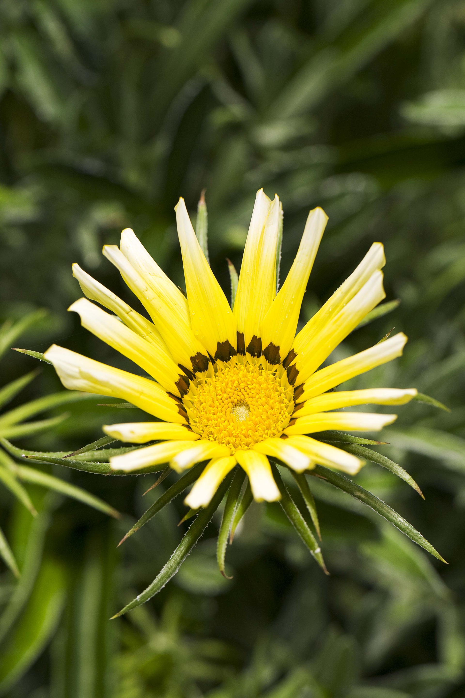Close up of yellow gazania flower.