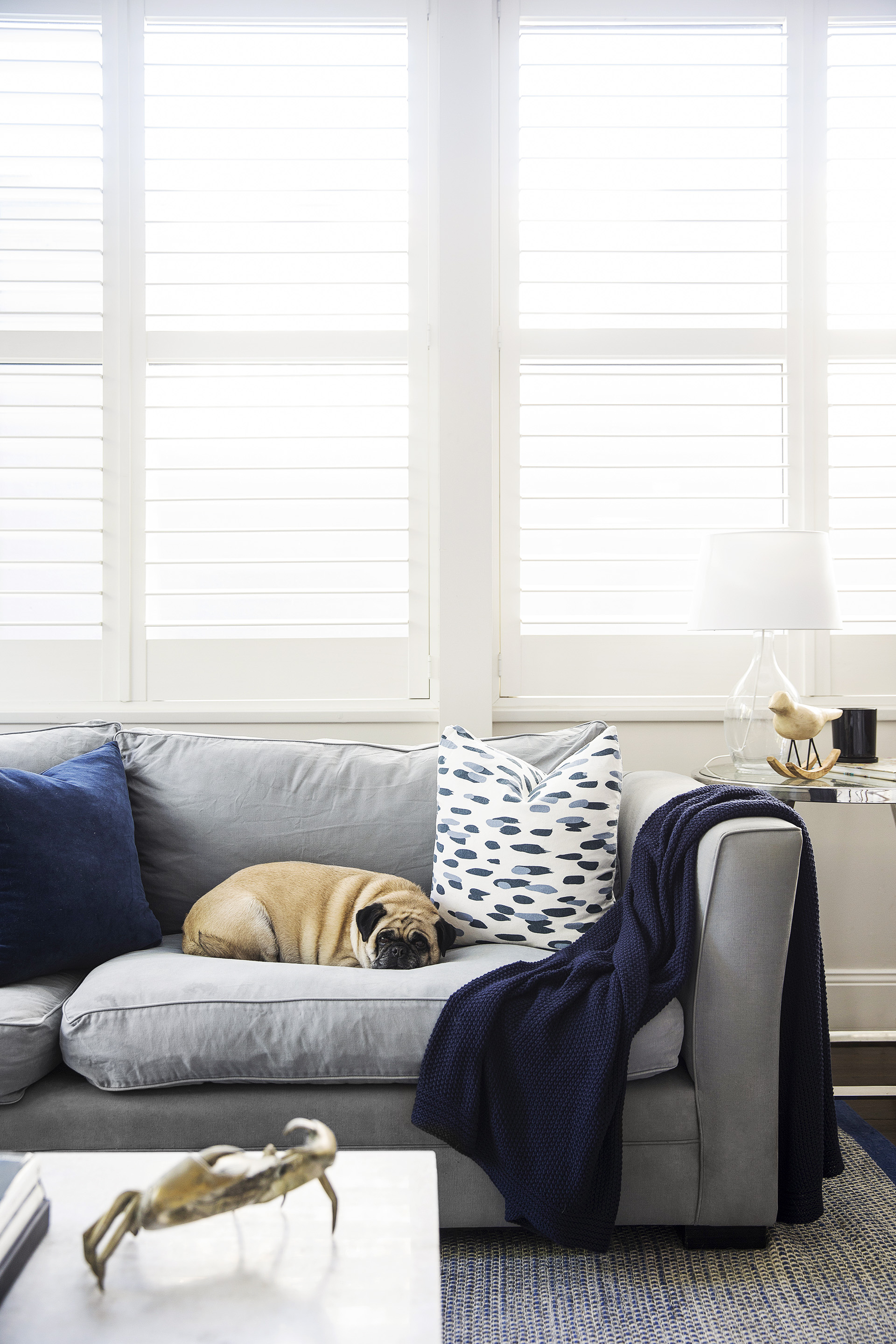 Pug on grey living room sofa decorated with blue and grey cushions.