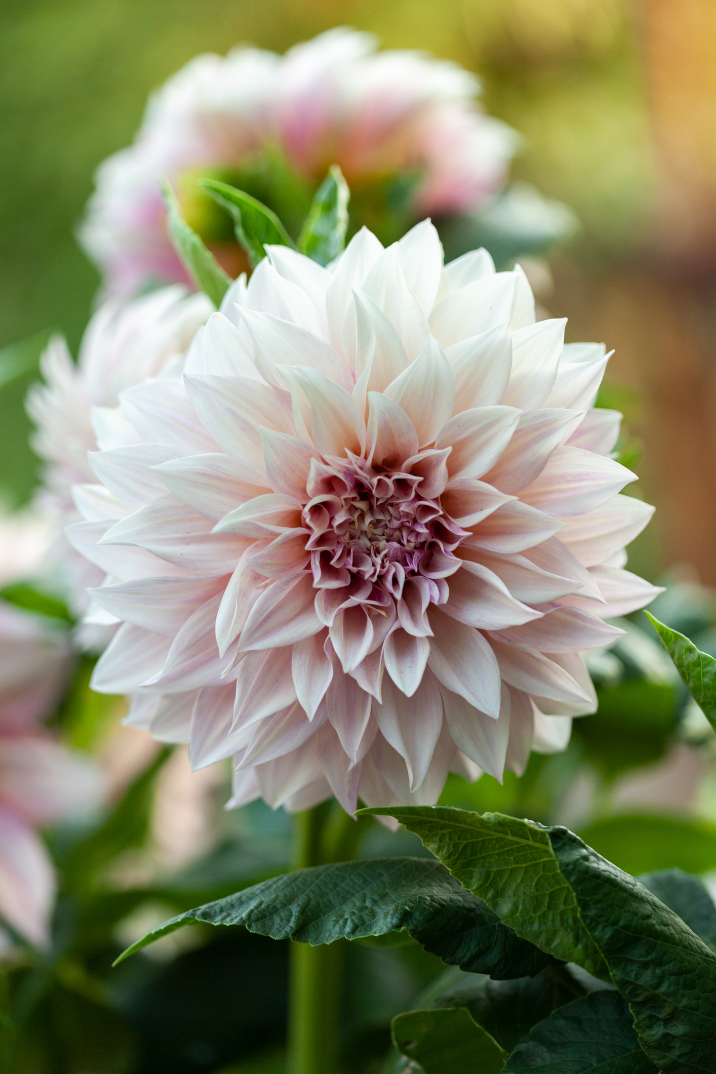 The Secret To Growing Exquisite Dahlias Home Beautiful