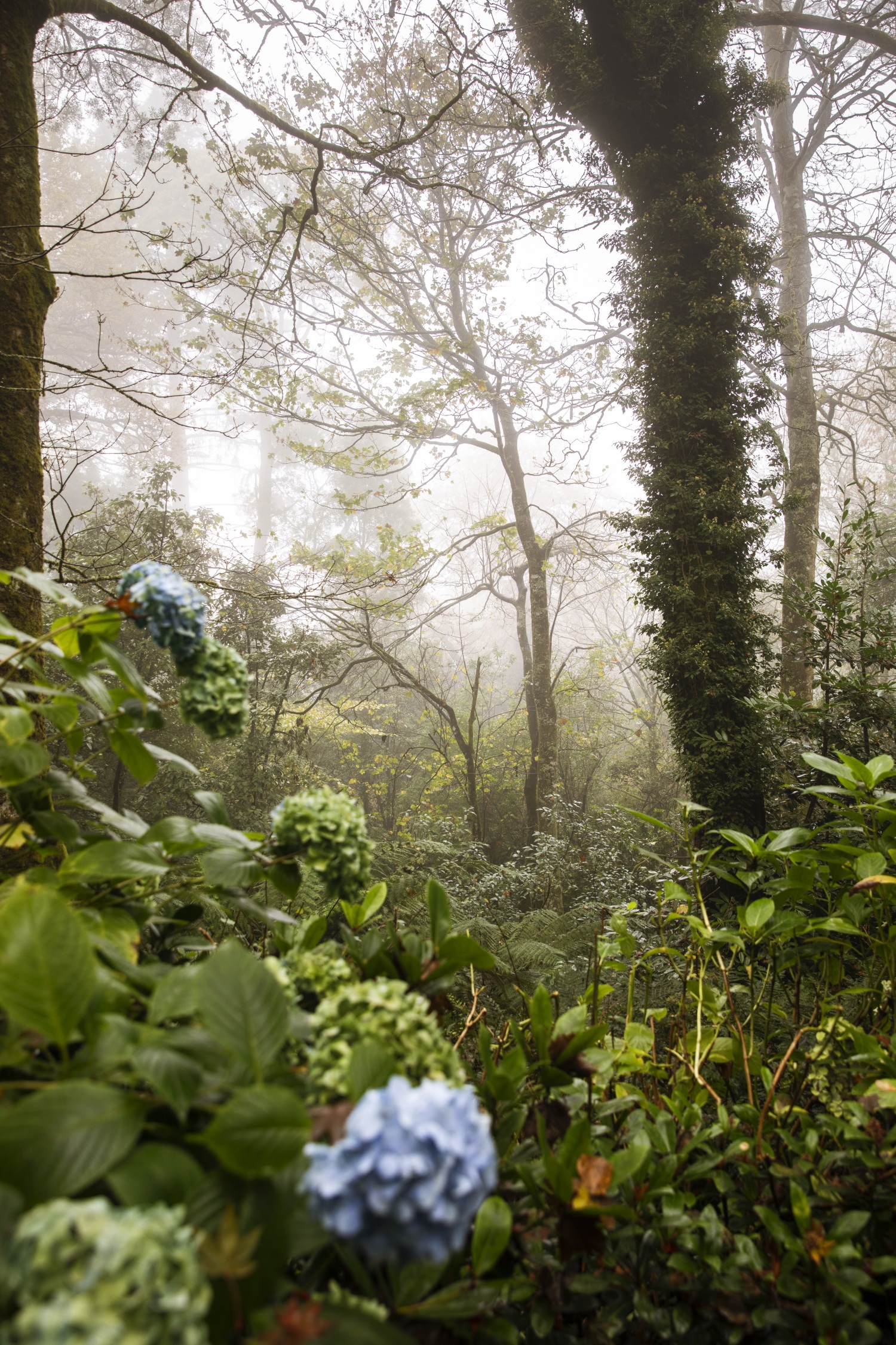 forest garden with blue hydrangeas
