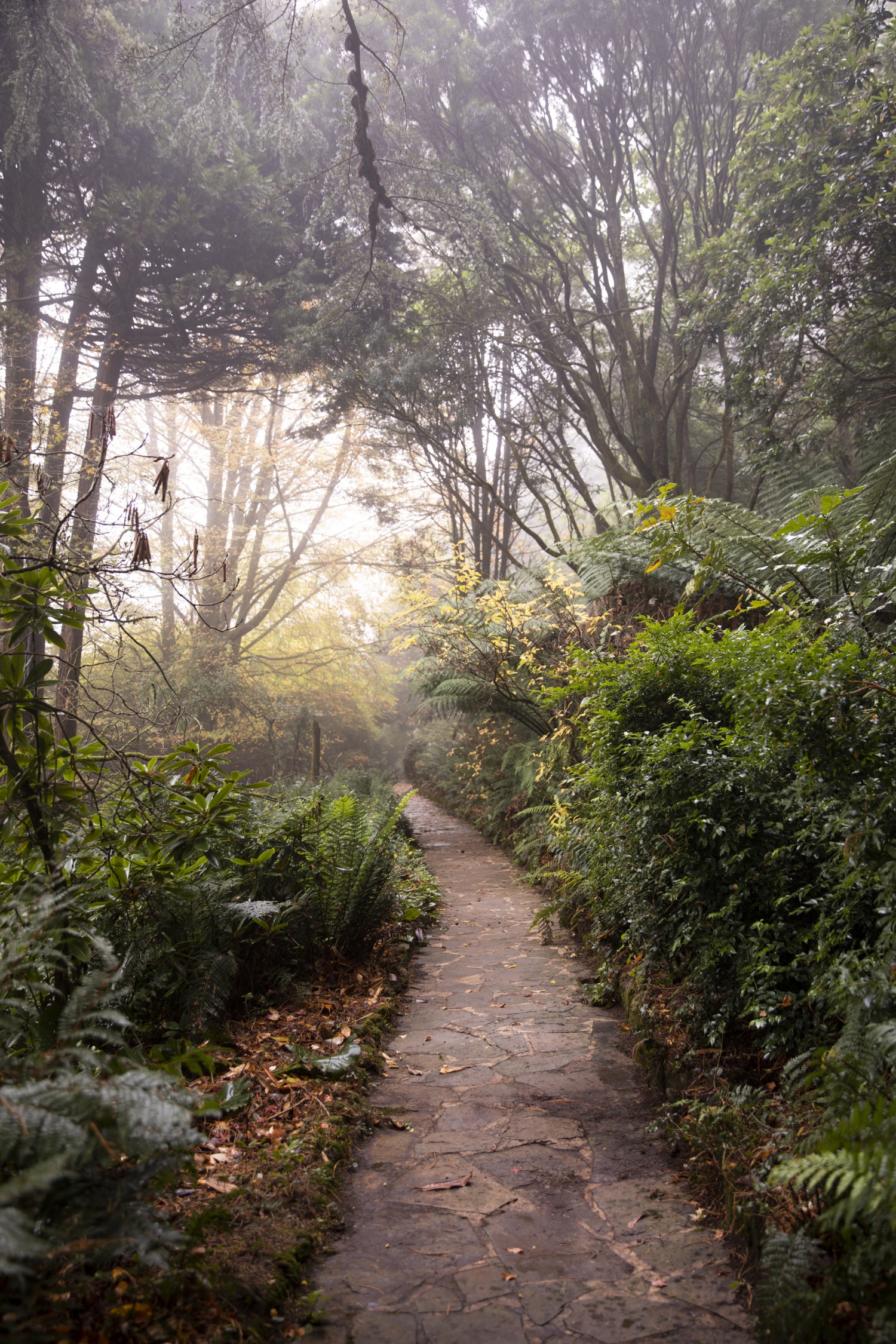 mount macedon enchanted forest garden slate path