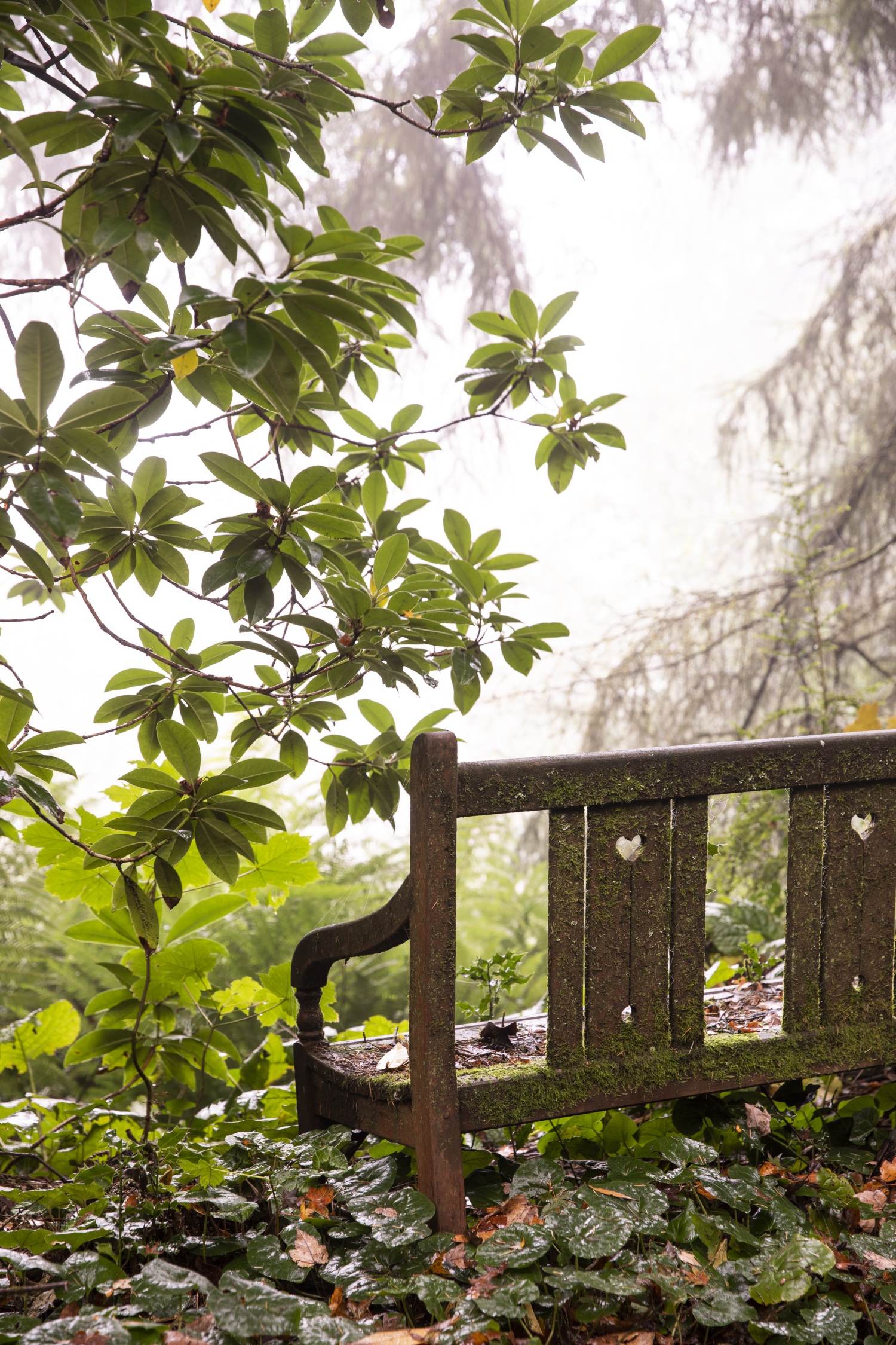 mount macedon enchanted forest garden teak garden bench