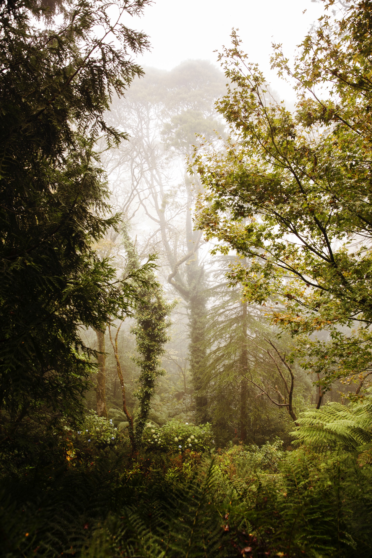 mount macedon enchanted forest garden woodlands