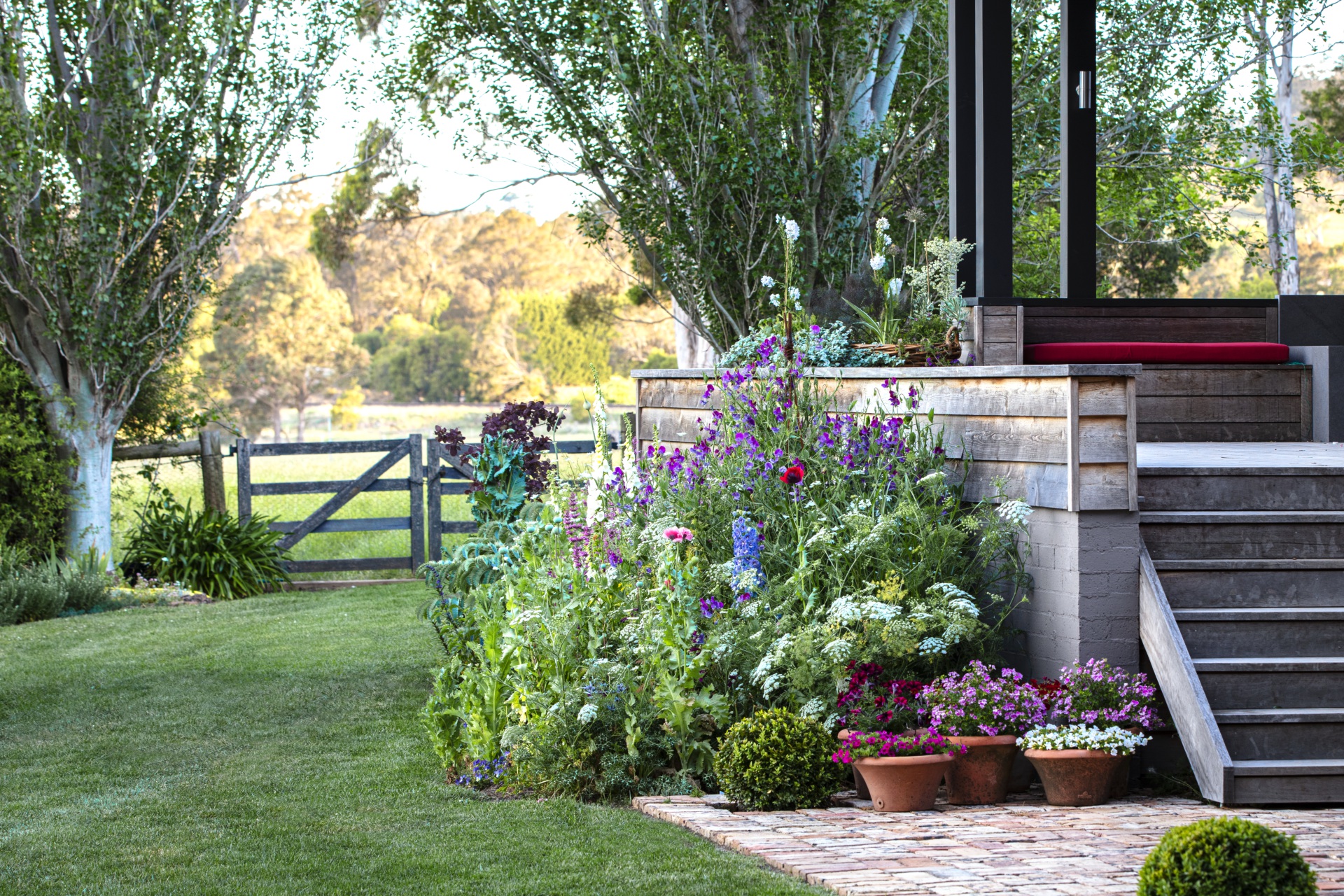Weatherboard cottage and gatherings of poppies.