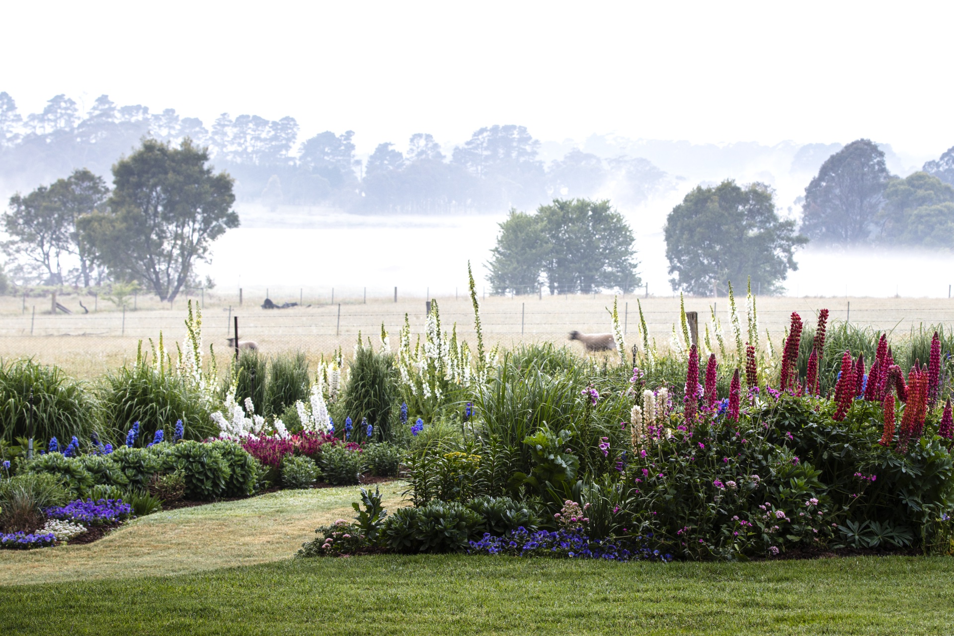 Southern Highlands field with sheep and foxgloves.