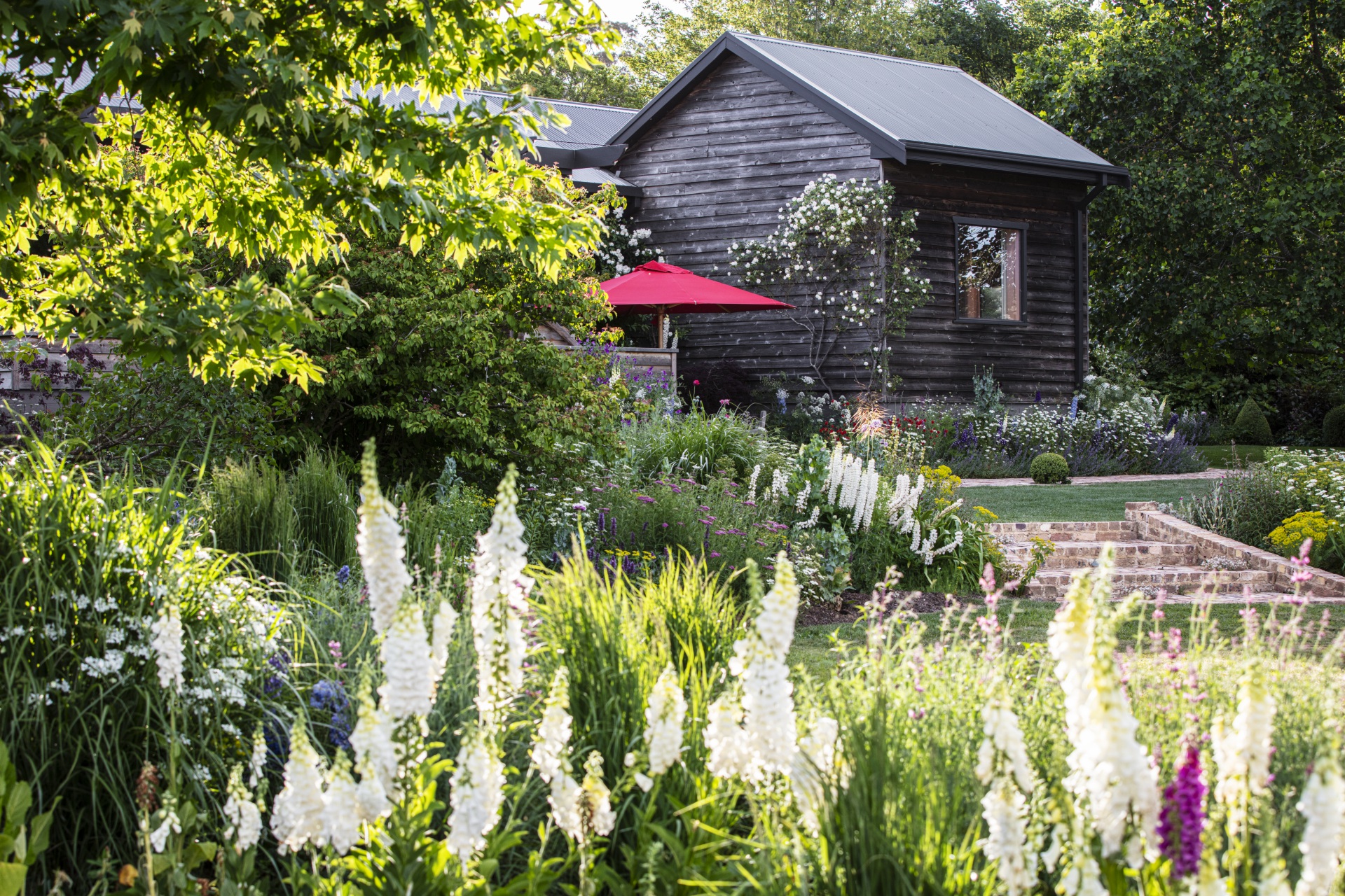 Weatherboard country cottage garden with foxglove flowers and trees.