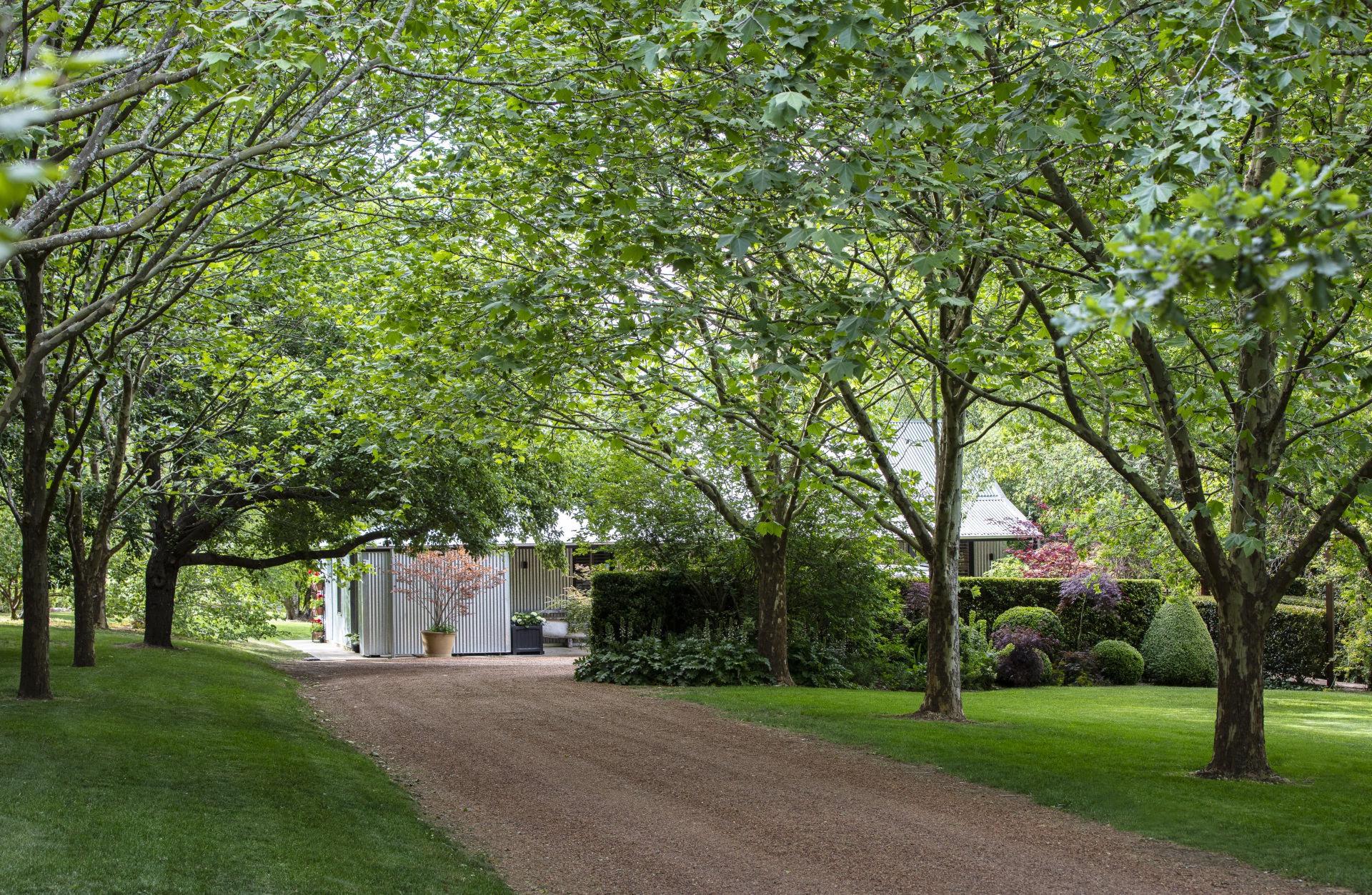 Southern Highlands country garden driveway and London plane trees.