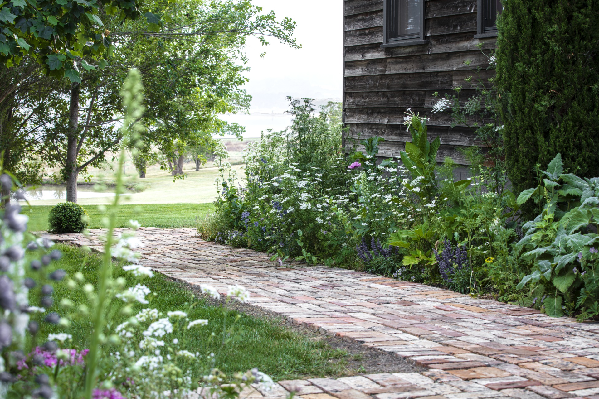 Weatherboard cottage and path with London plane trees.