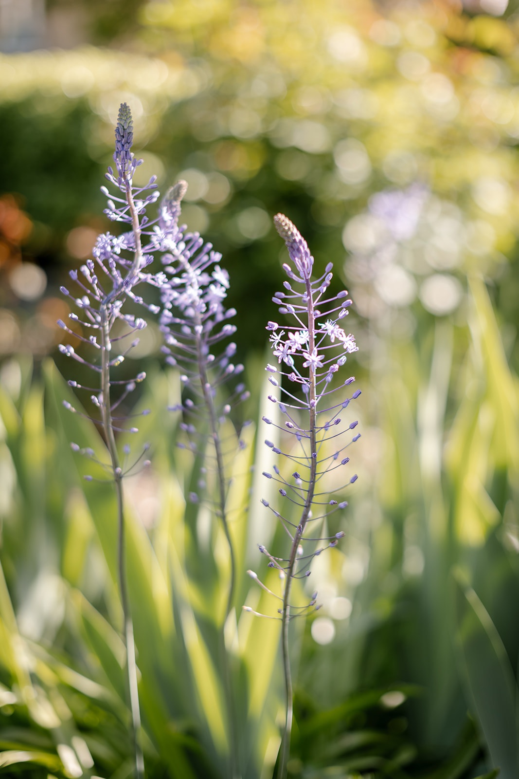 Blue squill flowers.