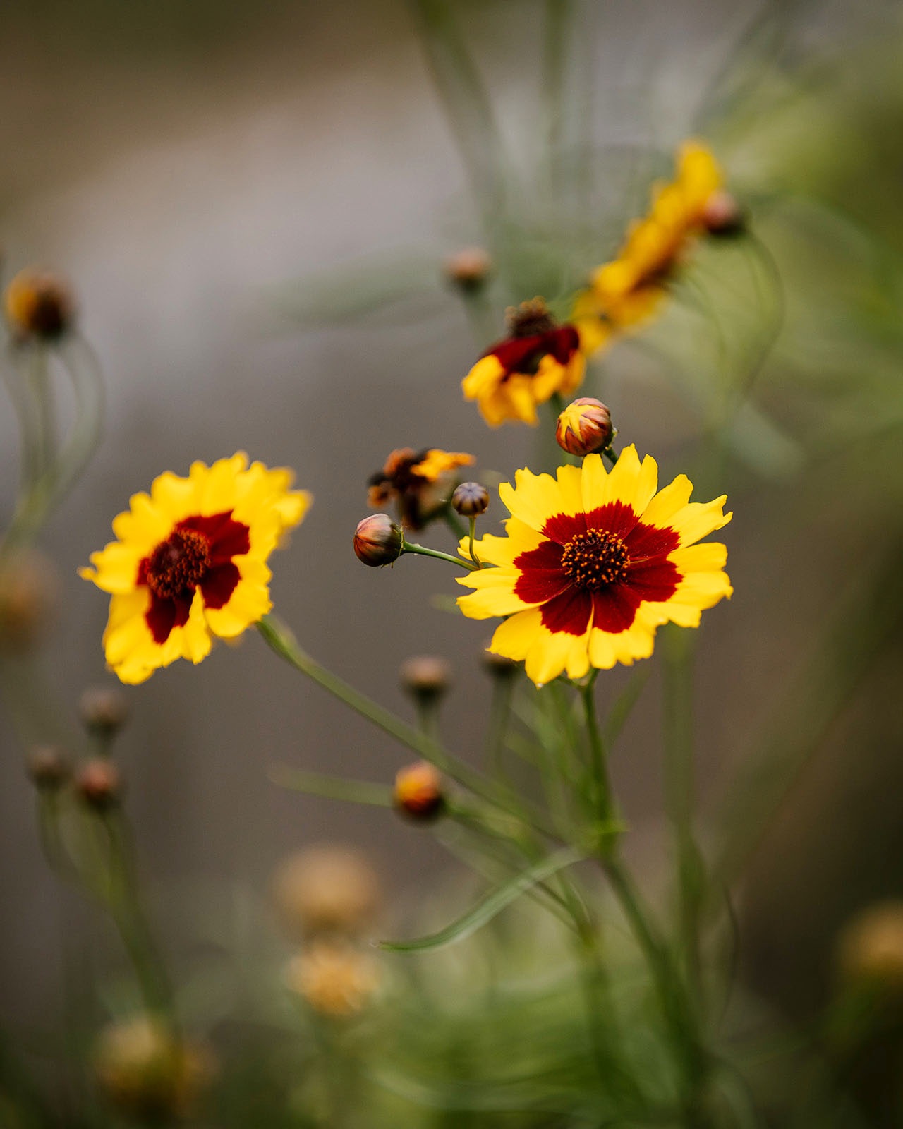 Golden tickseed flower, coreopsis tinctoria.