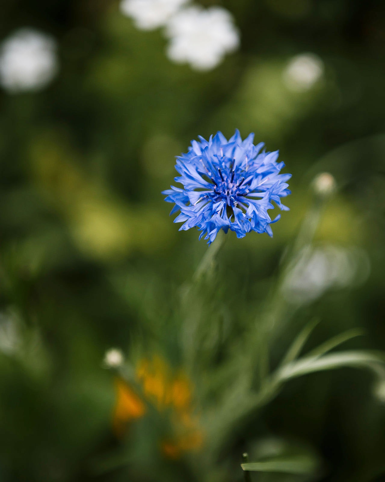 Blue cornflower.