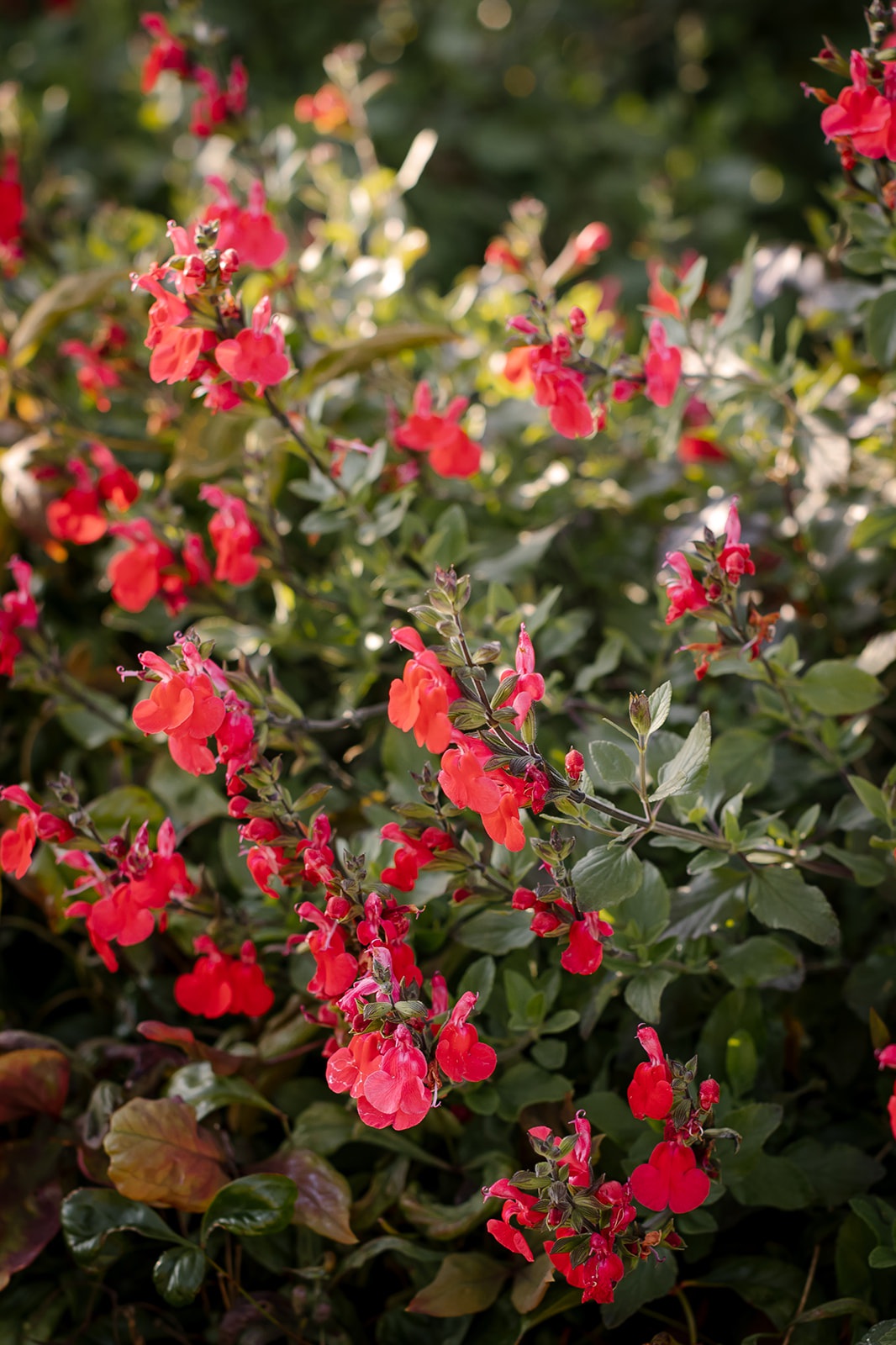 Pink blush salvia.