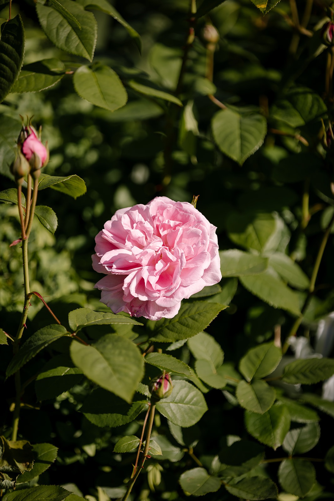 Pink rosa centifolia.