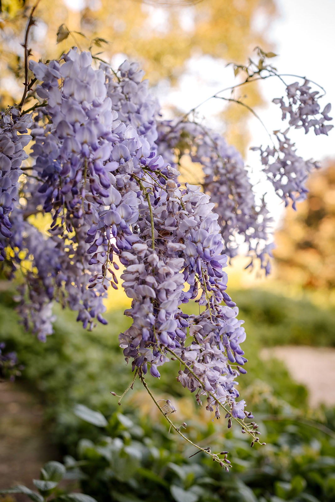 Purple wisteria.