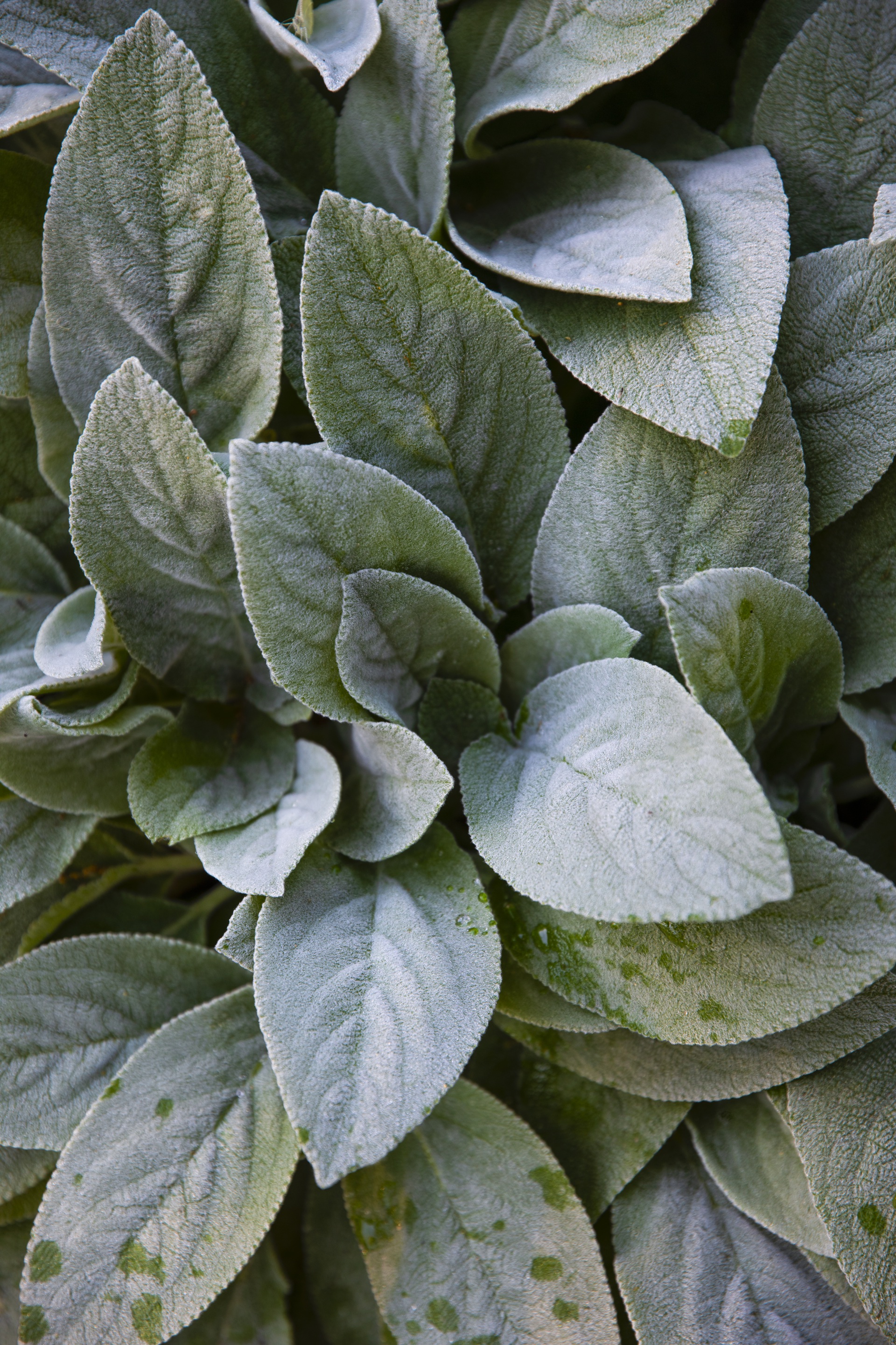 Lamb's ear leaves.