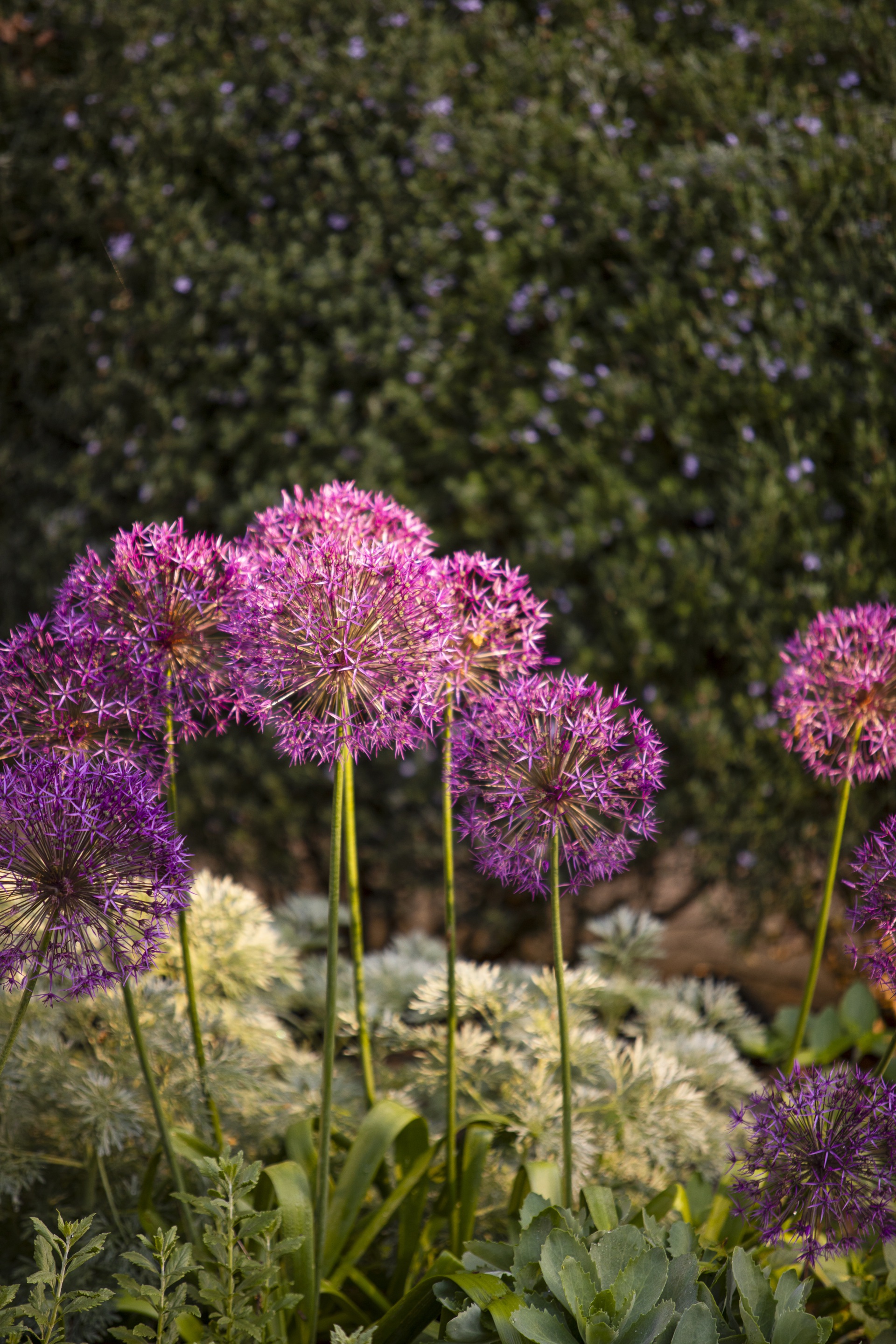 Round blooms of purple rain.