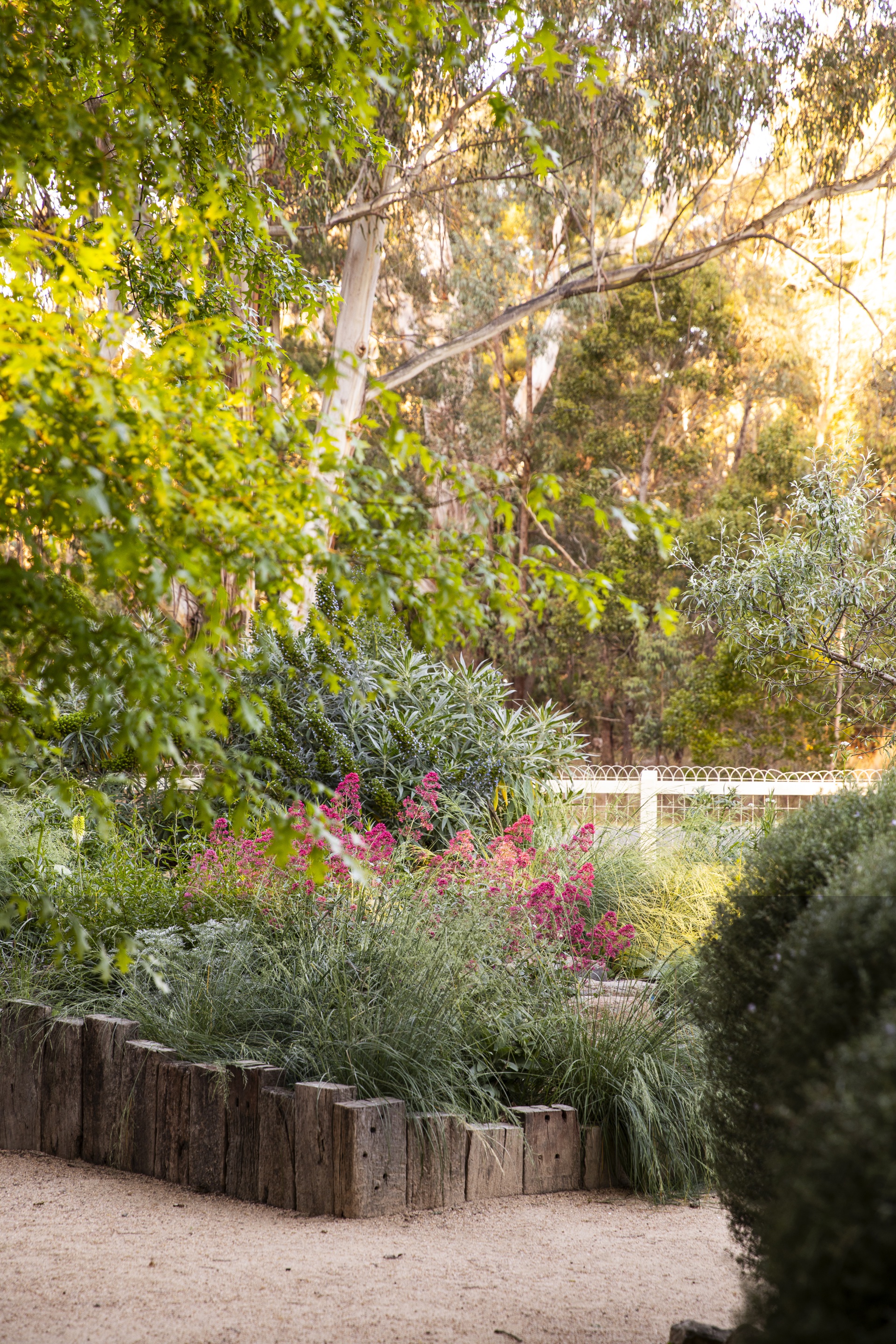 A garden bed with red valerian floweres.