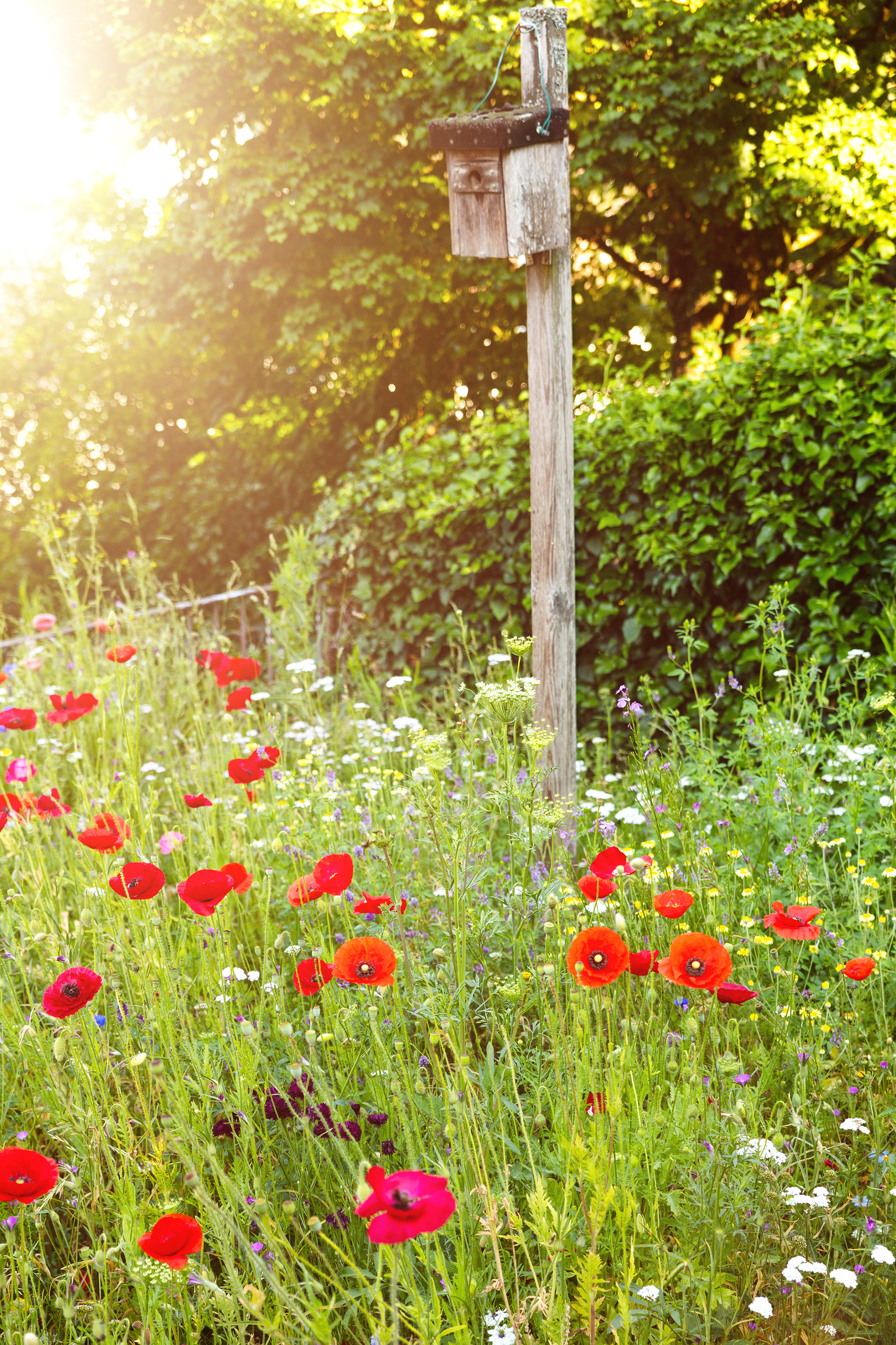 Red poppies growing in a field