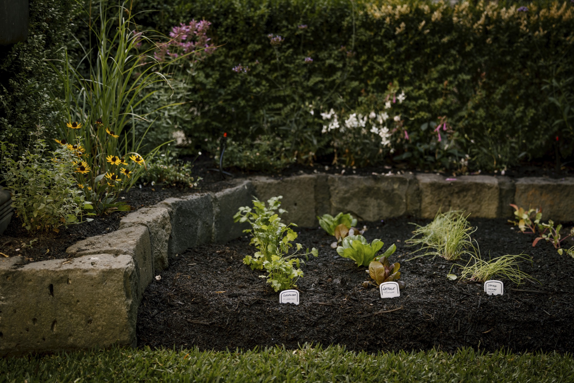 A Melbourne vegetable garden. 